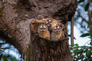 tres monos sen su nido sobre tronco de árbol