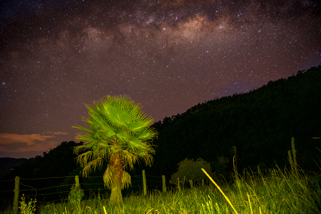 Palma iluminada con linterna y via lactea
