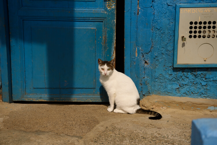 gato