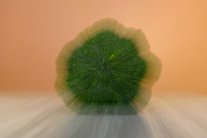 Brocoli