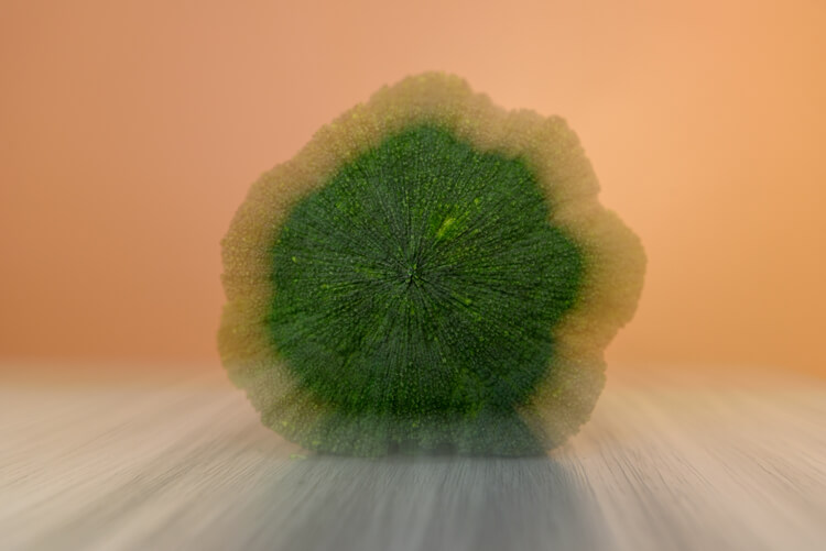 Brocoli