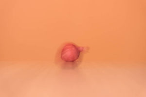cebolla