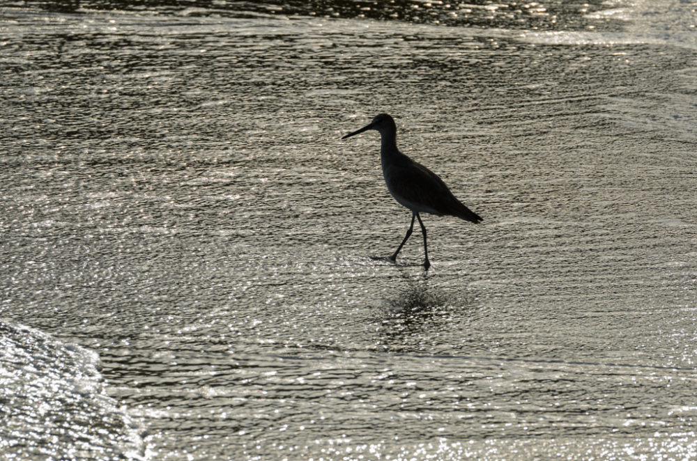 Silueta de ave en el mar