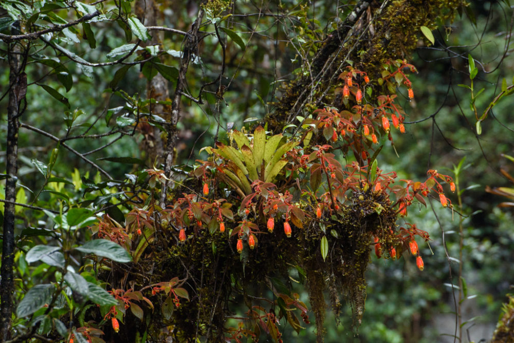 Flora