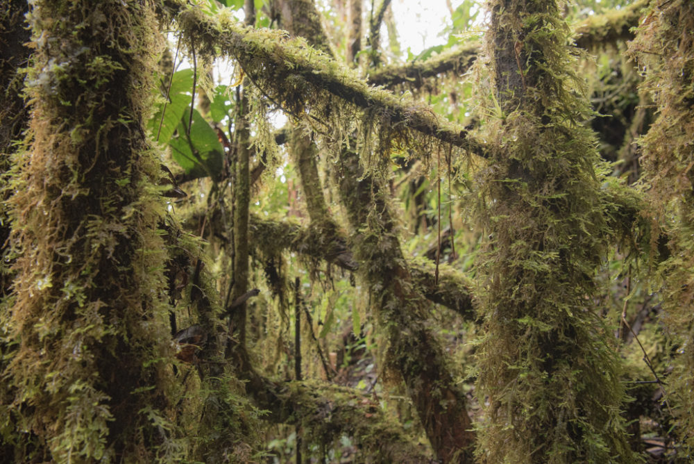 bosque musgoso