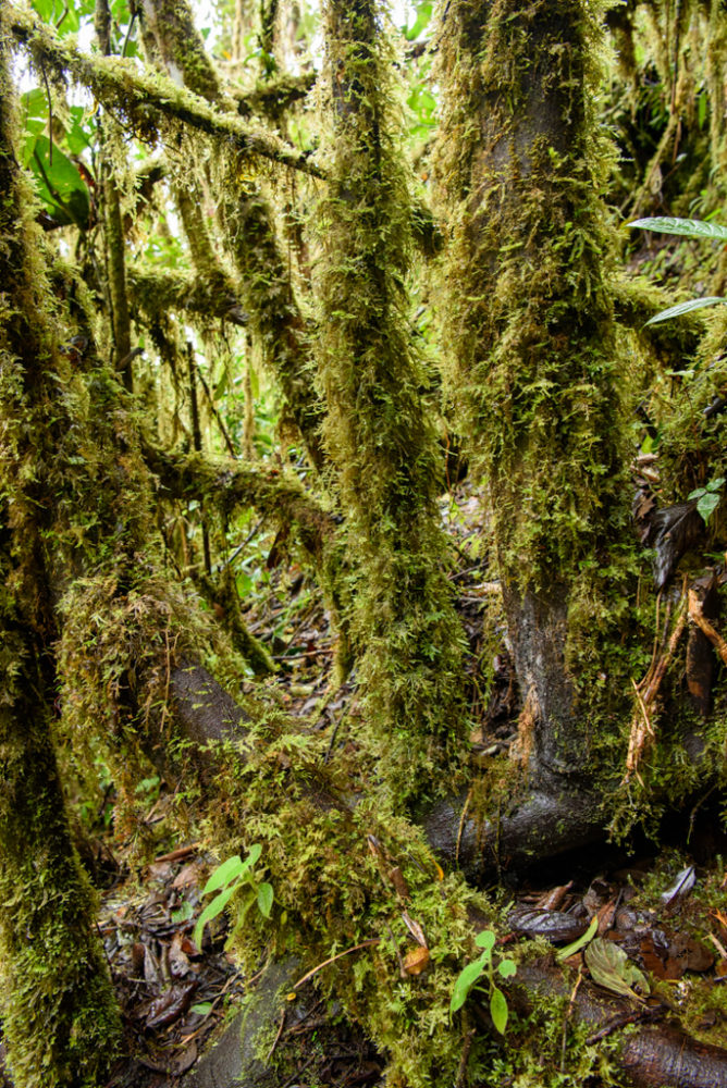 bosque musgoso