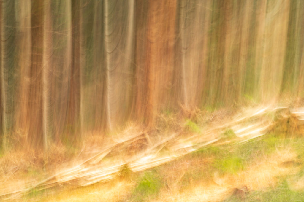 Bosques