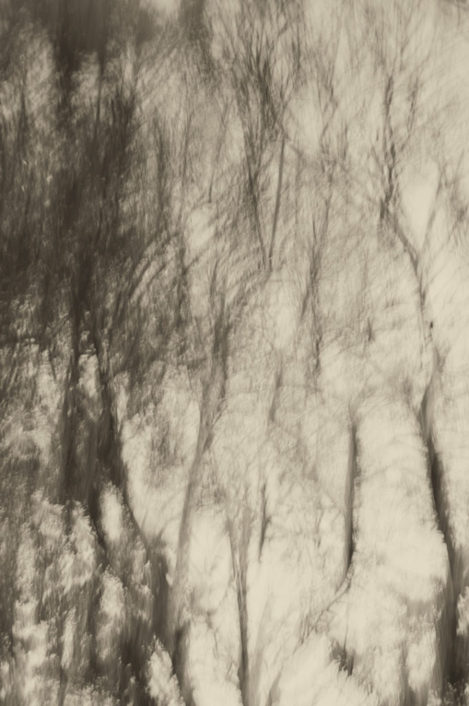 arboles en byn