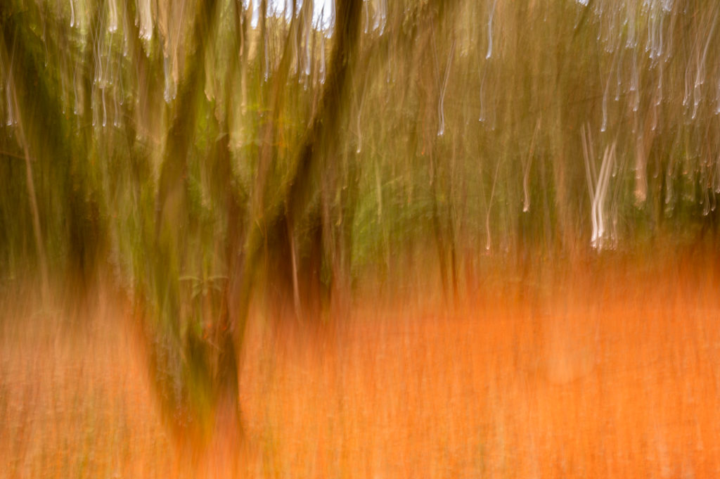 Bosque naranja