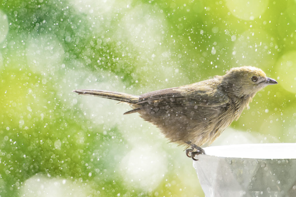 Aves en su baño