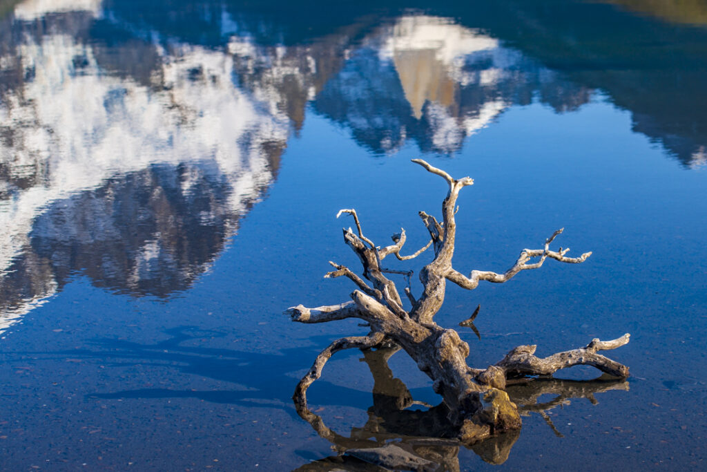 Reflejo del paine con raiz de árbol