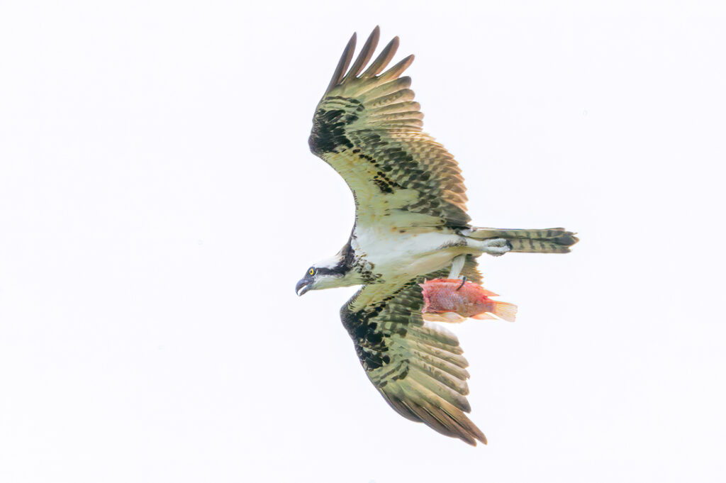 Image gallery image