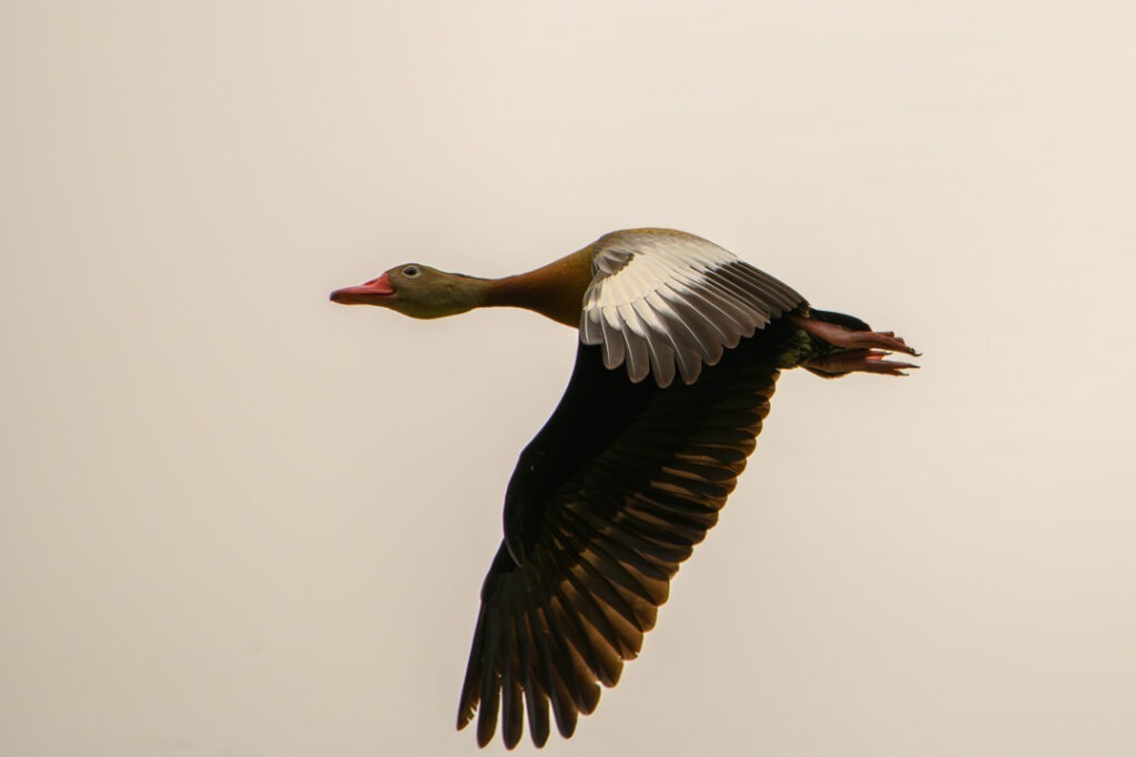Image gallery image