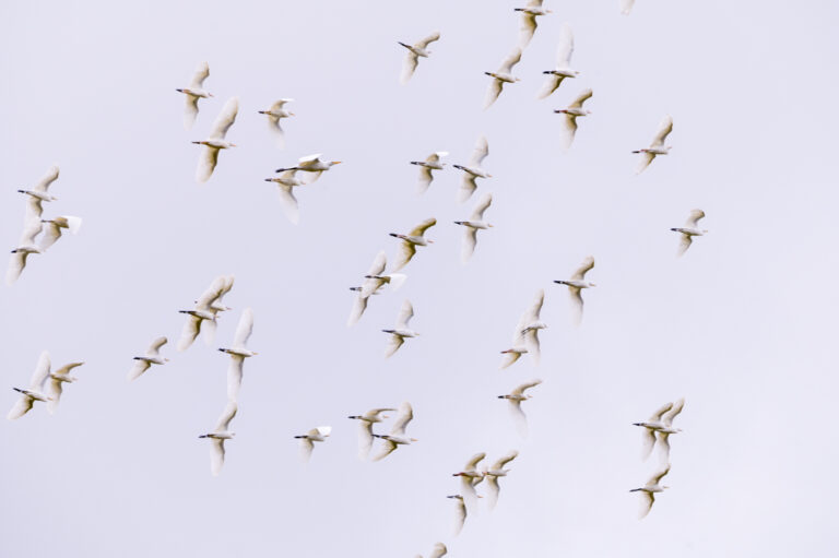 Explora las Aves de Jericó: Una Aventura Natural en Colombia»